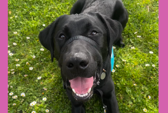therapy dog, Diego
